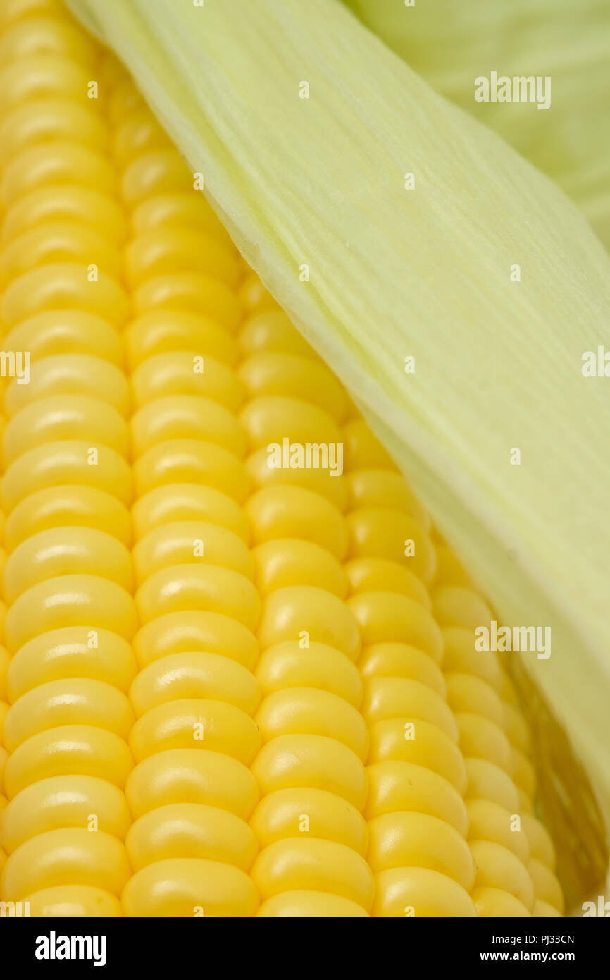 Tallos de maíz crudo Foto de stock