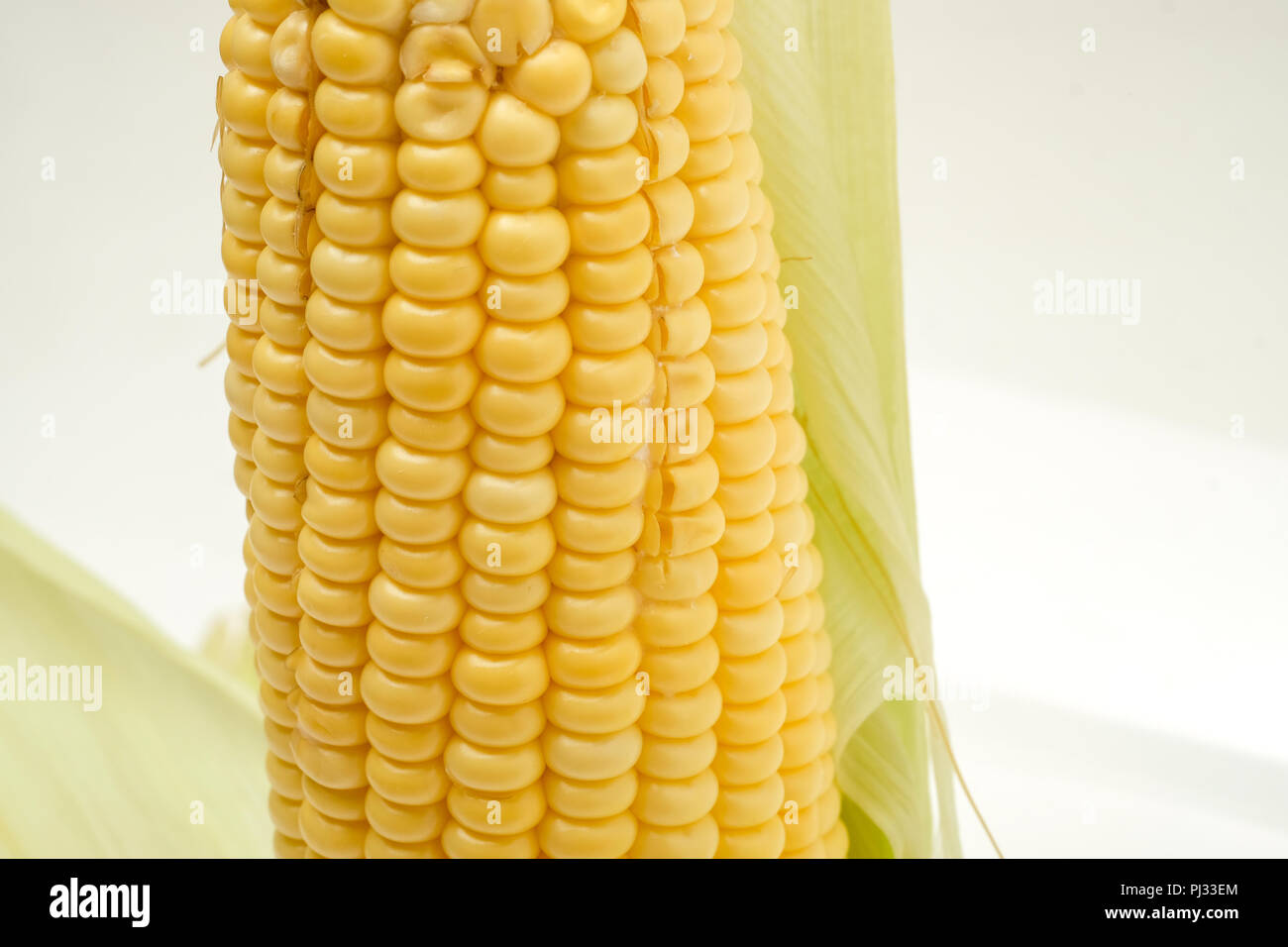 Tallos de maíz crudo Foto de stock