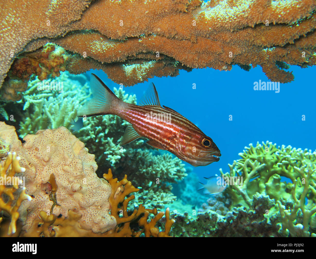Husarenfisch, Rotes Meer, Aegypten Foto de stock
