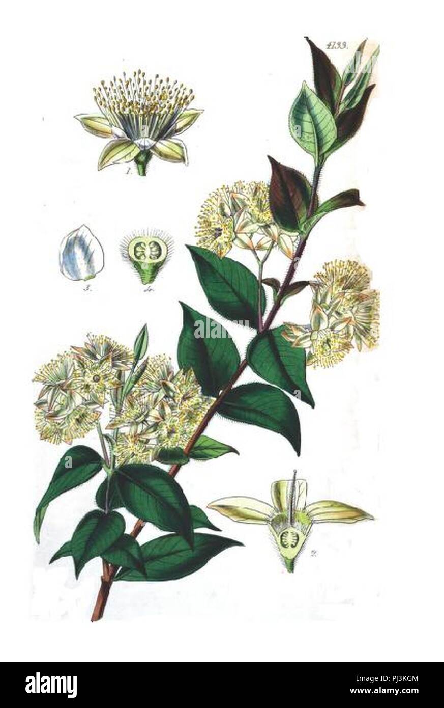 Backhousia myrtifolia fotografías e imágenes de alta resolución Alamy
