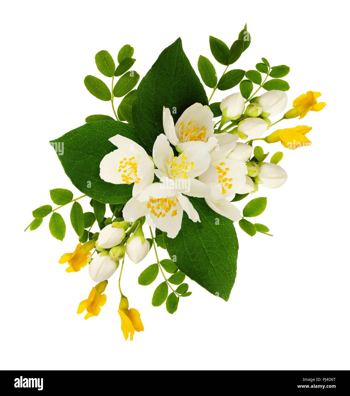 Jazmín y flores y hojas de acacia en arreglo floral aislado en blanco