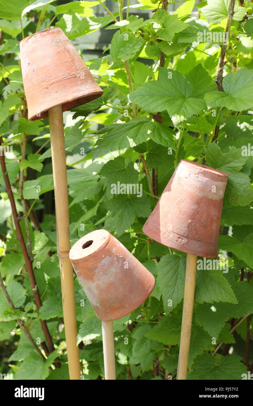Muñequitos de caña. Las pequeñas vasijas de arcilla en la parte superior de cañas de bambú para ayudar a evitar lesiones oculares en el jardín Foto de stock