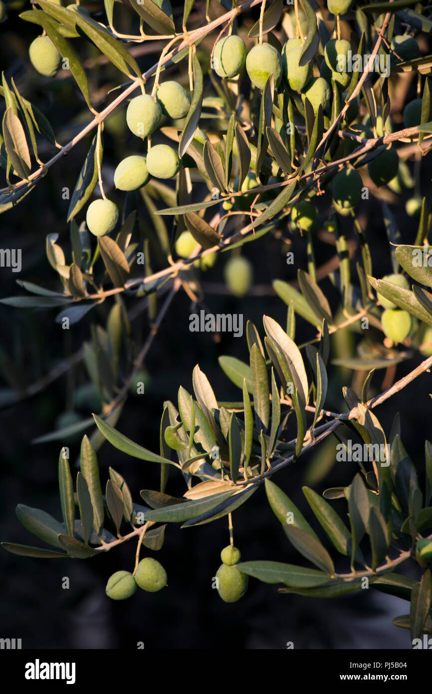 Detalle de un olivo en la luz del sol en agosto en Dalmatua Foto de stock