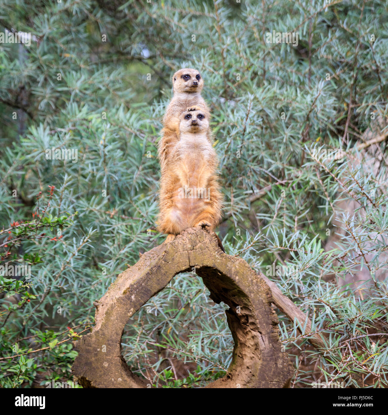 Dos meerkats o suricate (Suricata suricatta), soporte sentry y vigilar contra fondo vegetal neutro Foto de stock
