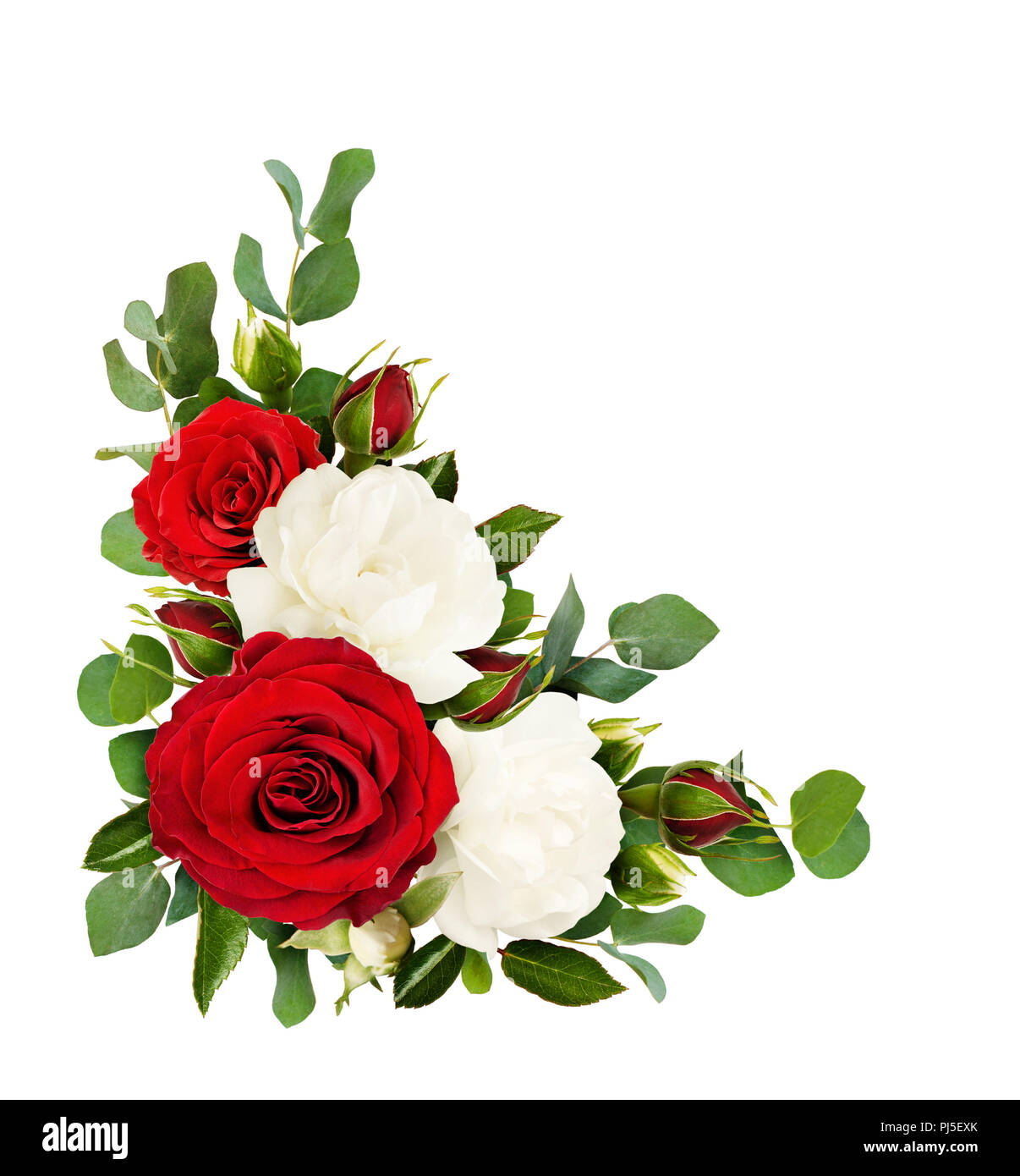 rosas rojas y pétalos de rosa sobre fondo blanco 6210369 Vector en