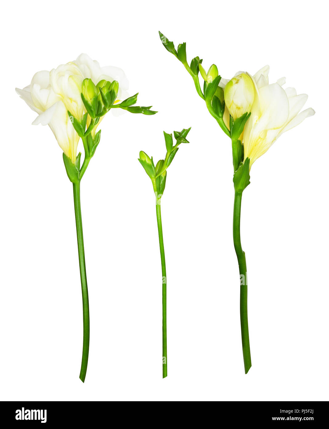 Conjunto de fresia flores y capullos, aislado en blanco Fotografía de stock  - Alamy