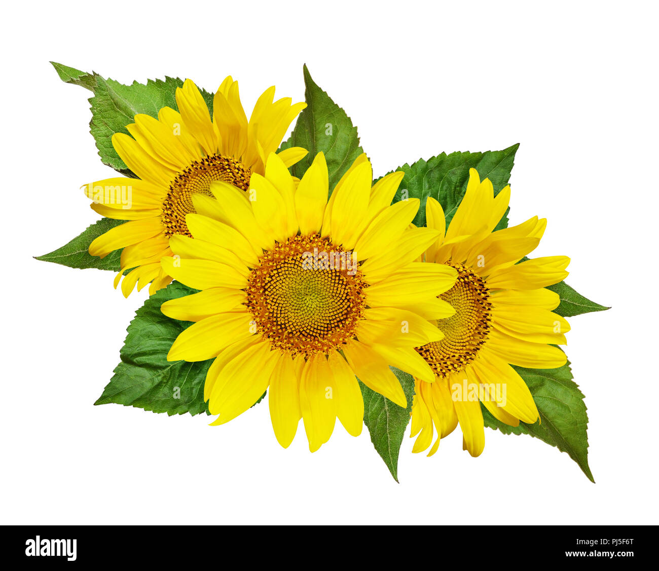 Amarillo girasol y hojas verdes en arreglo floral aislado en blanco. Sentar  planas. Vista desde arriba Fotografía de stock - Alamy