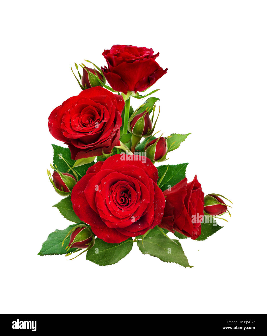 Composición de esquina con rosas rojas flores y brotes aislados sobre fondo  blanco. Sentar planas. Vista desde arriba Fotografía de stock - Alamy