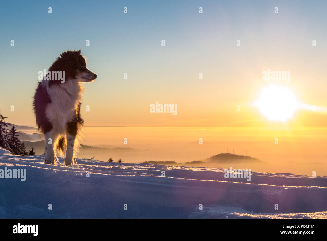 Nala la miniatura Pastor Australiano, Horario de invierno Foto de stock