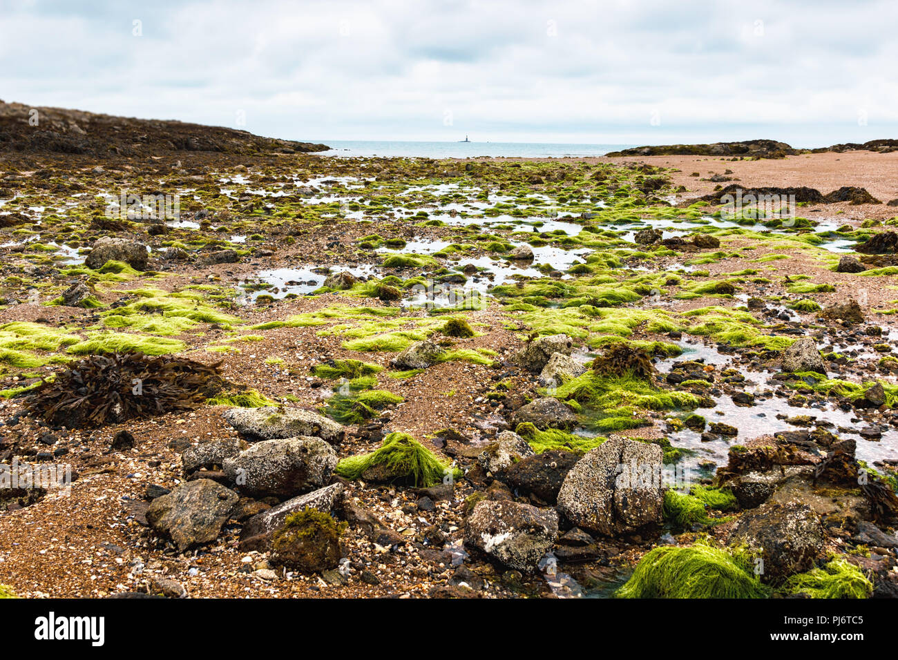 Suelo pantanoso fotografías e imágenes de alta resolución - Alamy