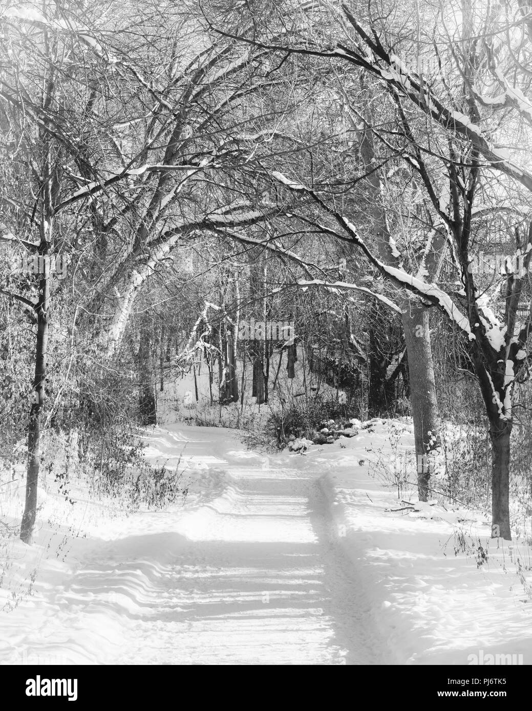 Snowy camino serpenteante a través de un bosque en invierno en blanco y negro Foto de stock