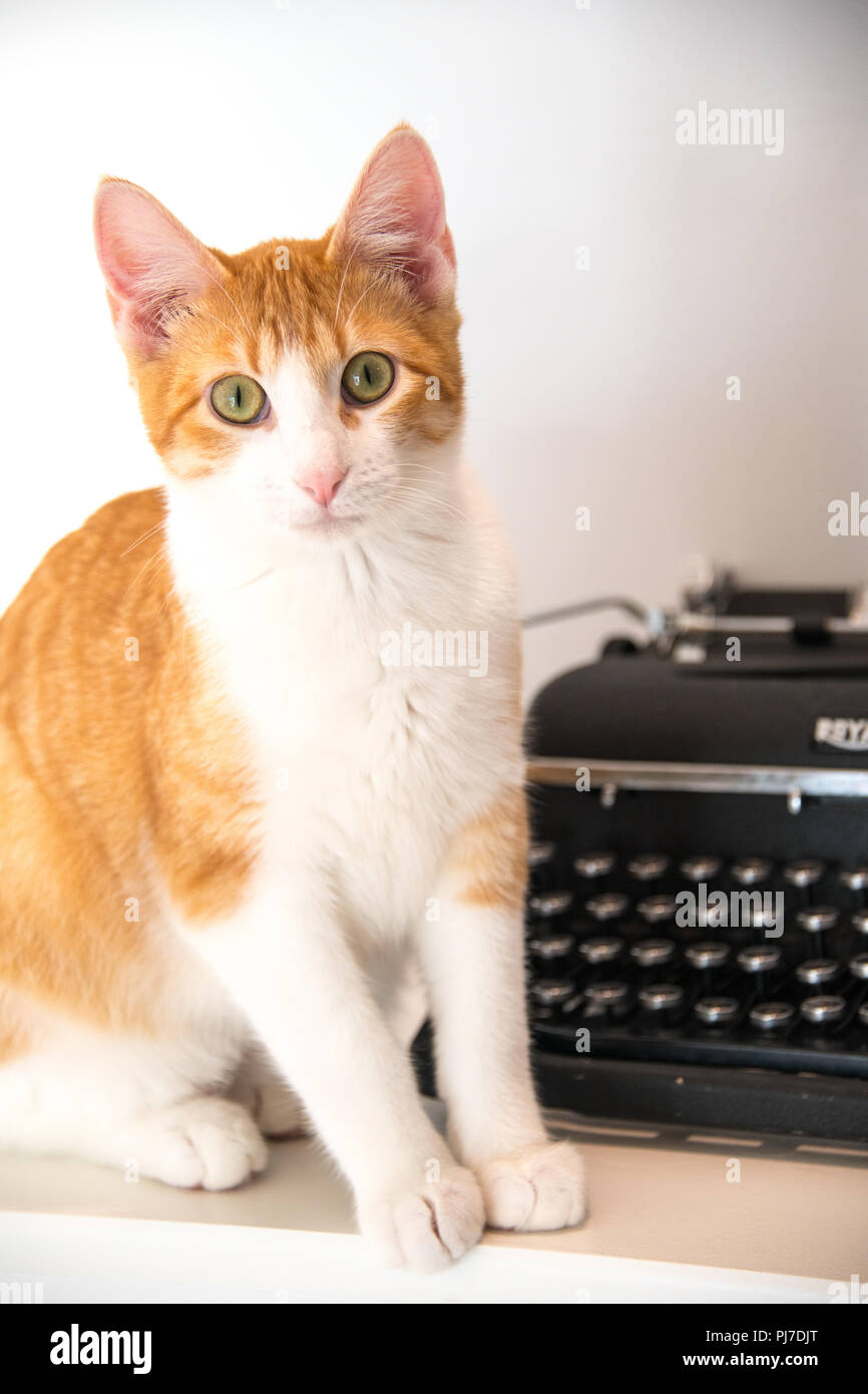 Gatito y máquina de escribir Foto de stock