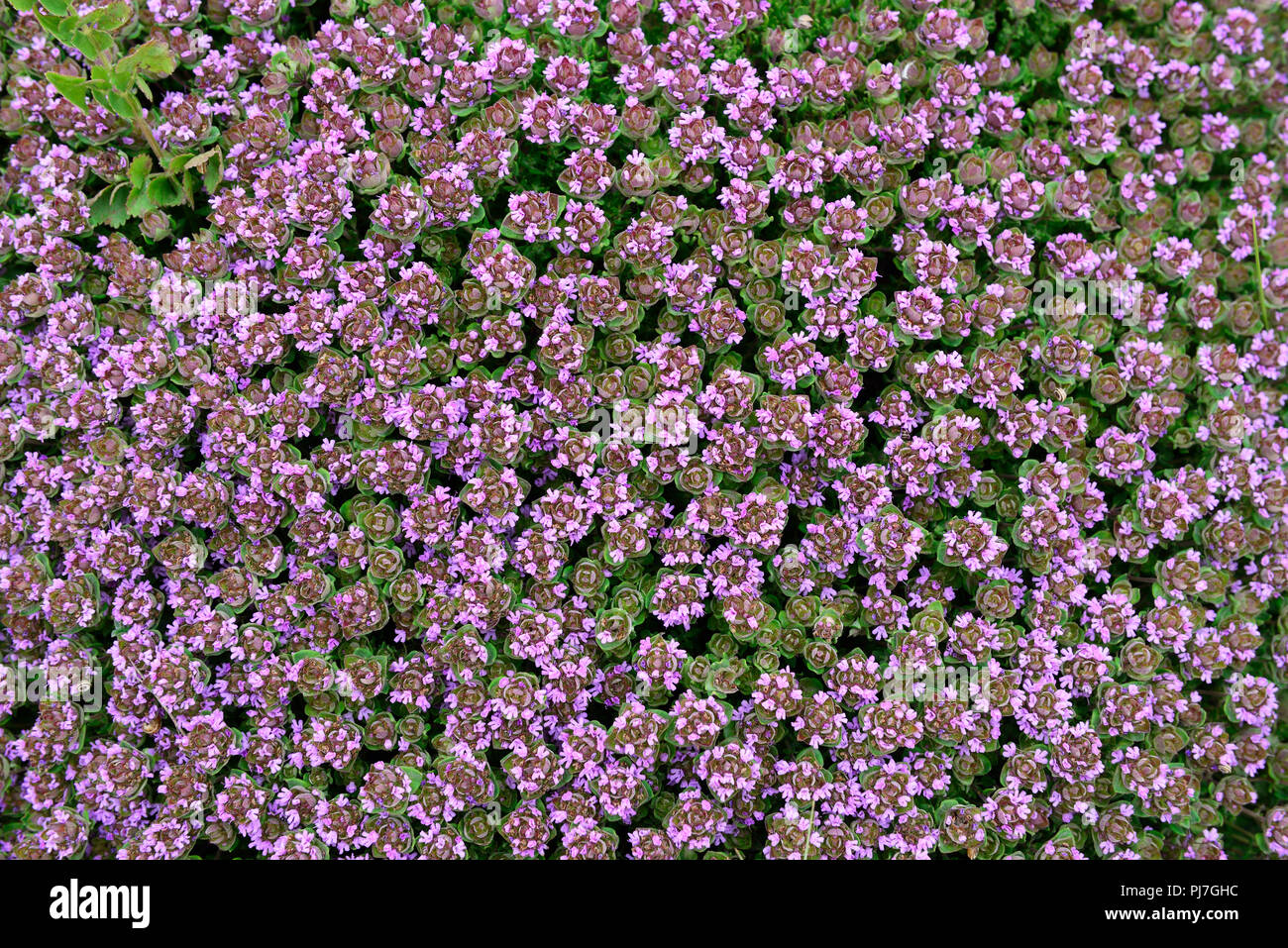 Tomillo (Thymus camphoratus) en flor. Parque Natural do Sudoeste Alentejano e Costa Vicentina, la salvaje costa Atlántica de Europa. Algarve, Portuga Foto de stock