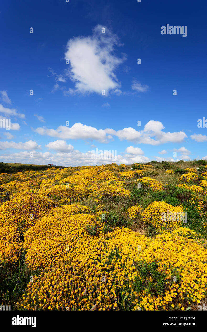 Western tojo en flor. Parque Natural do Sudoeste Alentejano e Costa Vicentina, la salvaje costa Atlántica de Europa. Algarve, Portugal Foto de stock