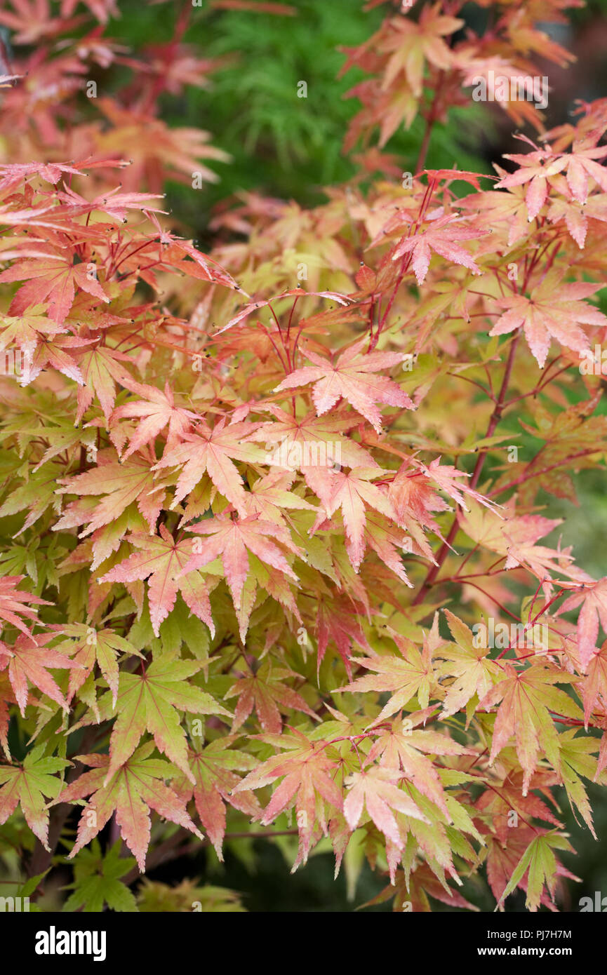 Acer palmatum 'Sango-kaku'. Árbol de Acer a finales del verano. Foto de stock