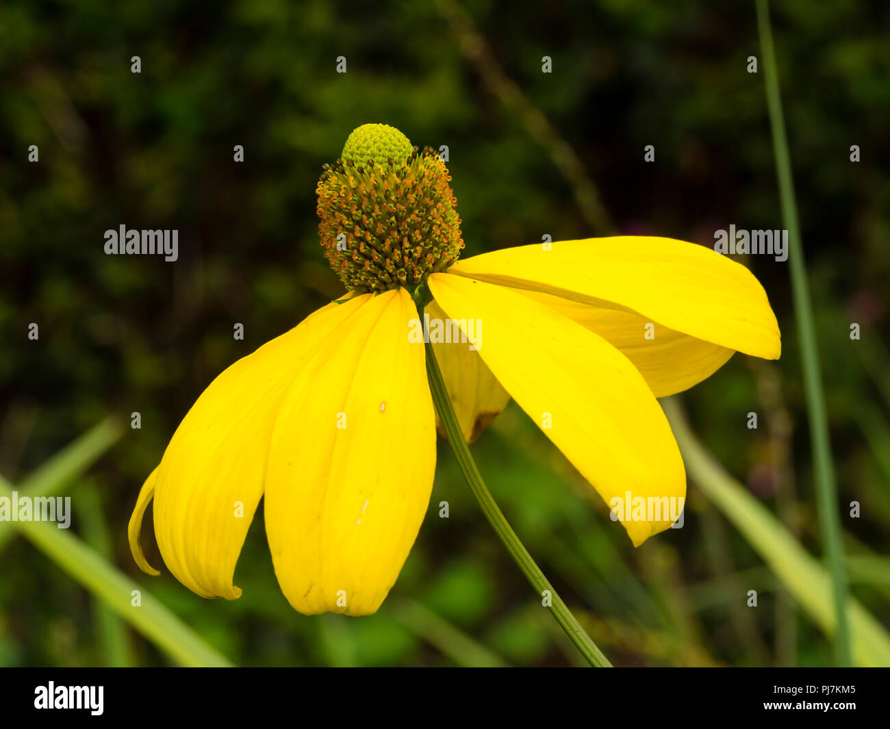 Amarillo, a finales de verano flor de la perennemente presente cortar dejados cono, flores Rudbeckia laciniata 'Herbstsonne' Foto de stock