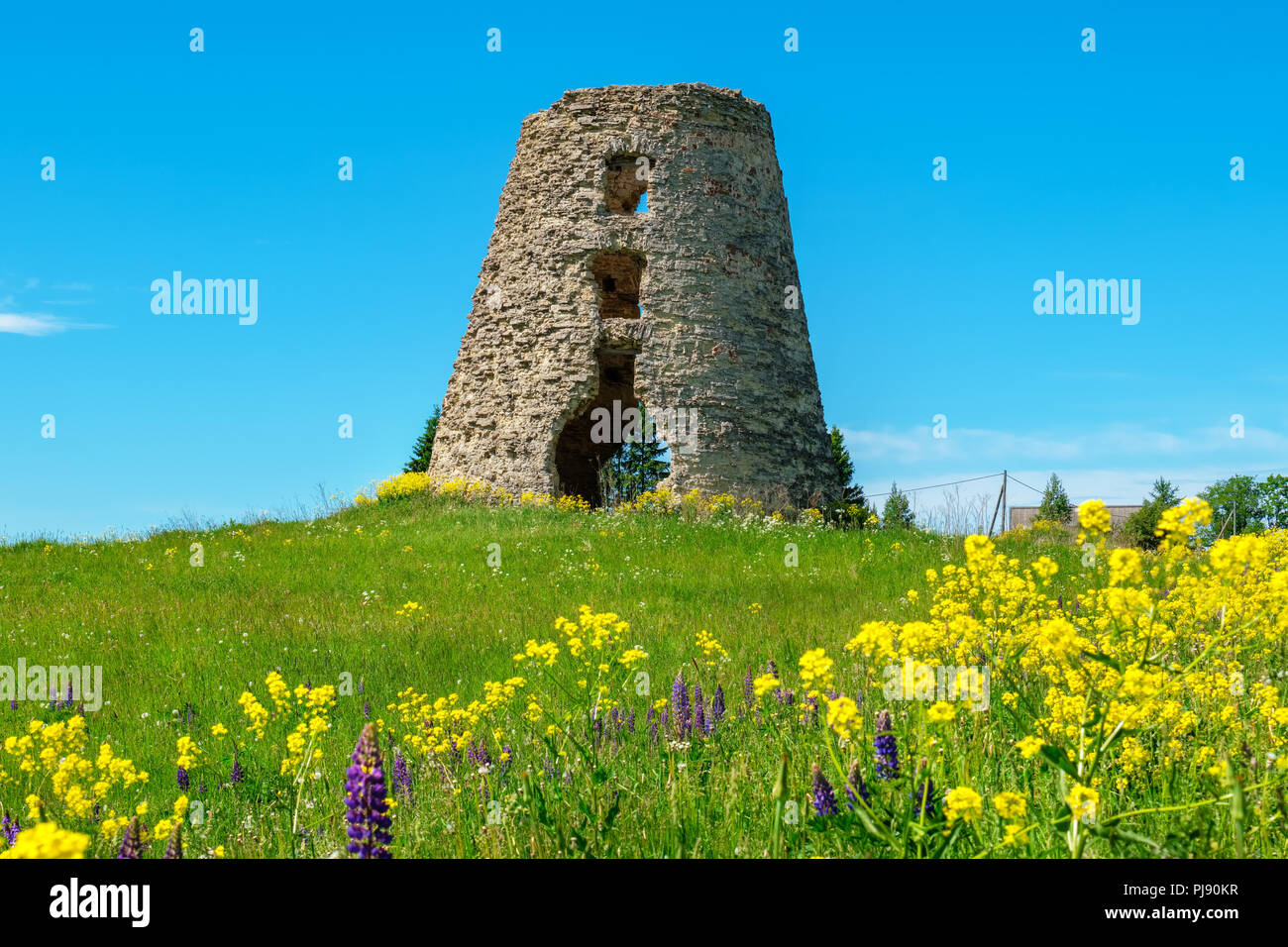 Ruinas del viejo molino torre en un campo. Estonia, Países Bálticos, Europa Foto de stock