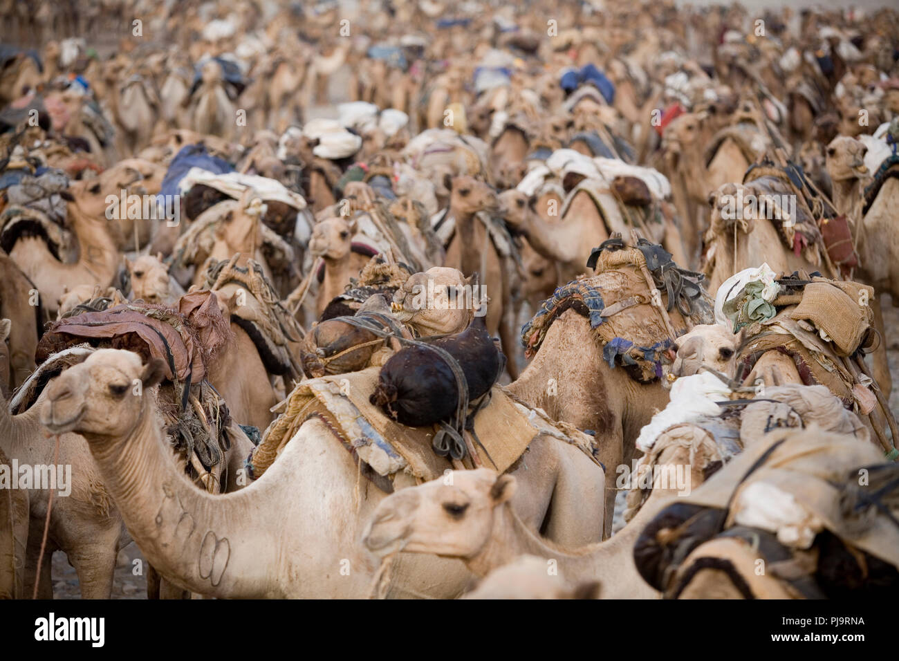 Una caravana de camellos viajes a la Depresión de Danakil para recolectar sal, en el norte de Etiopía, 3 de junio de 2010. Foto de stock