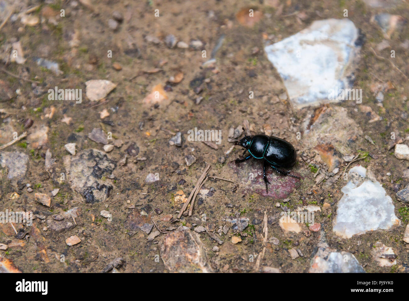 Una de escarabajos en Savernake forest, Wiltshire Foto de stock
