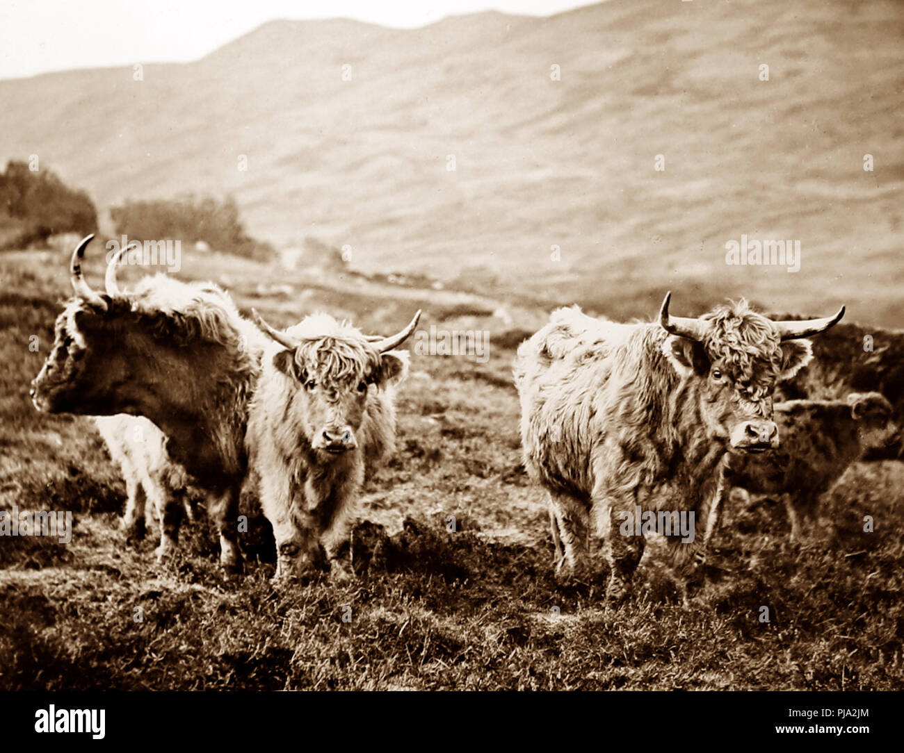 Scottish highland ganado, época victoriana Foto de stock