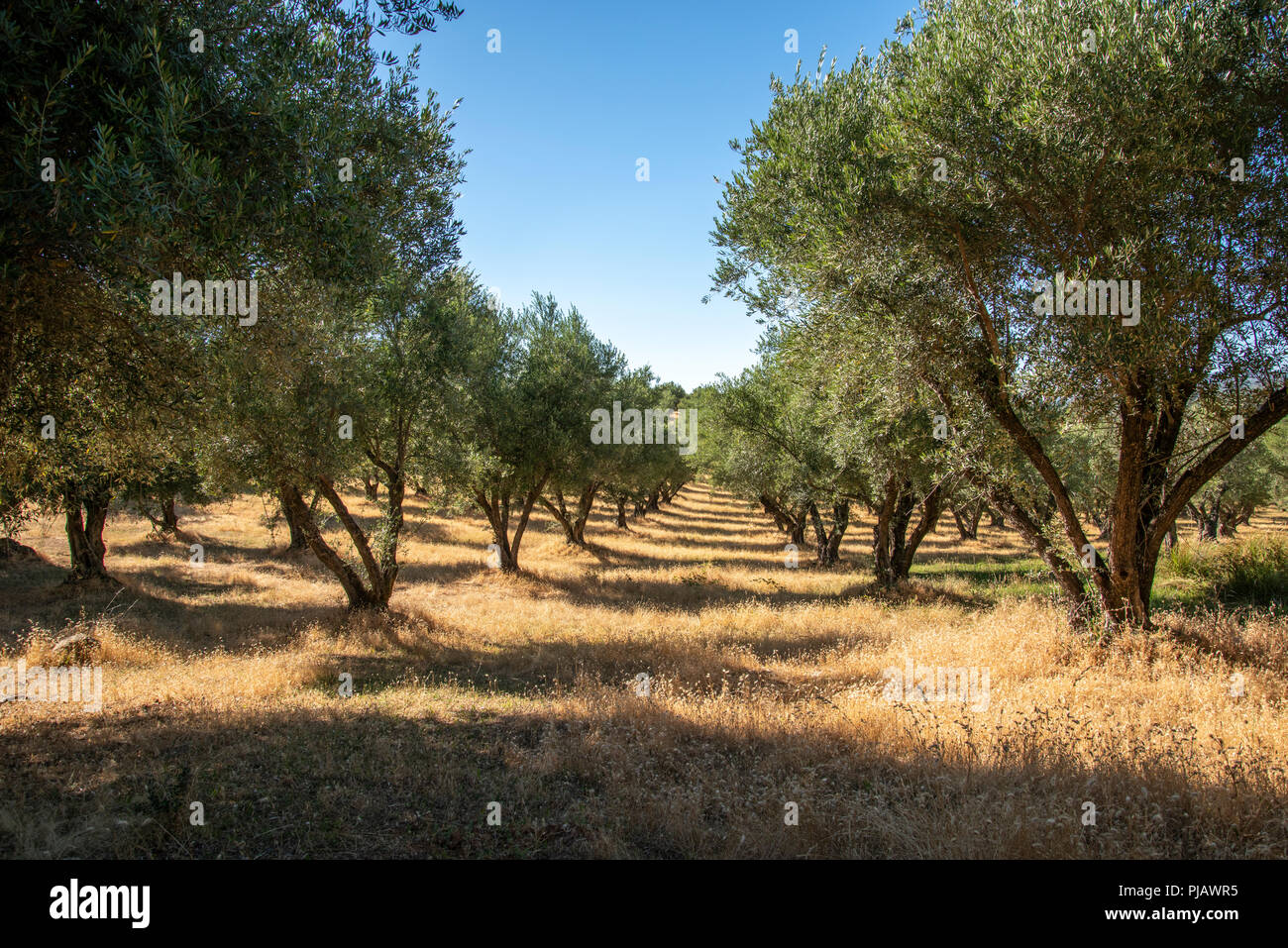 El Olive Tree grove cerca de Bangor, California Foto de stock