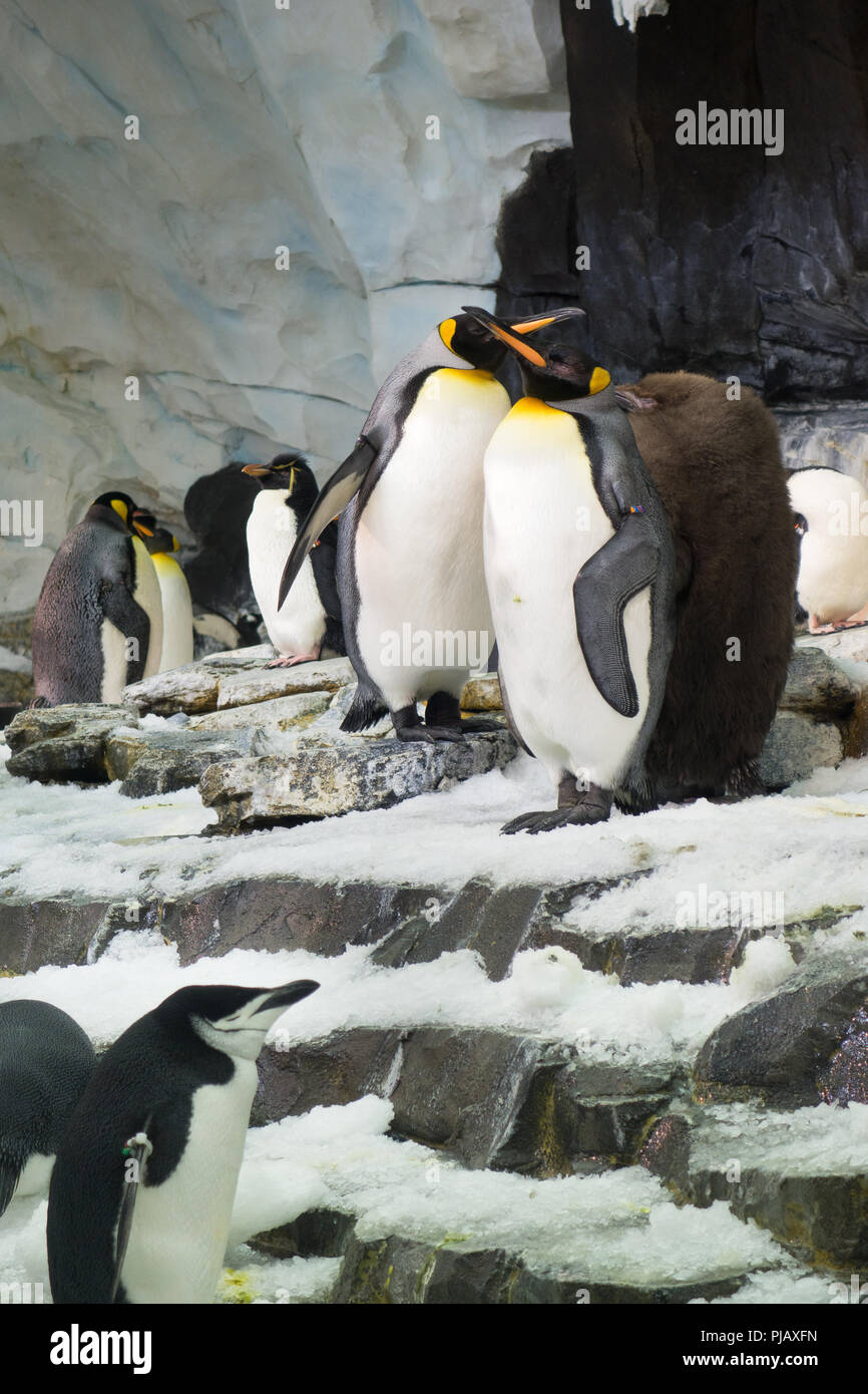 Las colonias de pingüinos en la muestra el imperio de los pingüinos exposición en SeaWorld, Orlando Foto de stock
