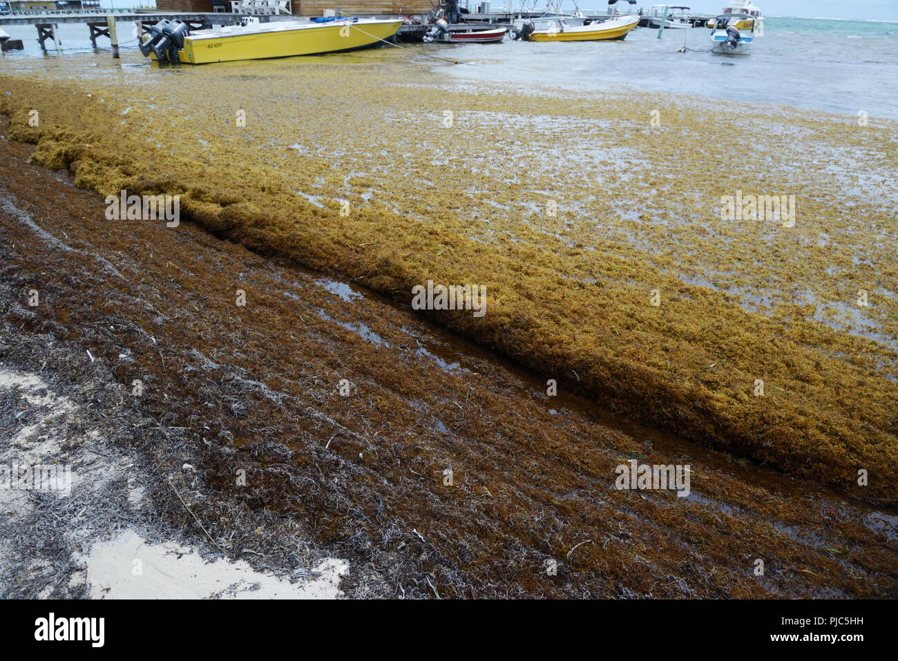 Sargassum algas, acumulando a lo largo de la Costa, San Pedro Ambergris Caye, Belice Foto de stock