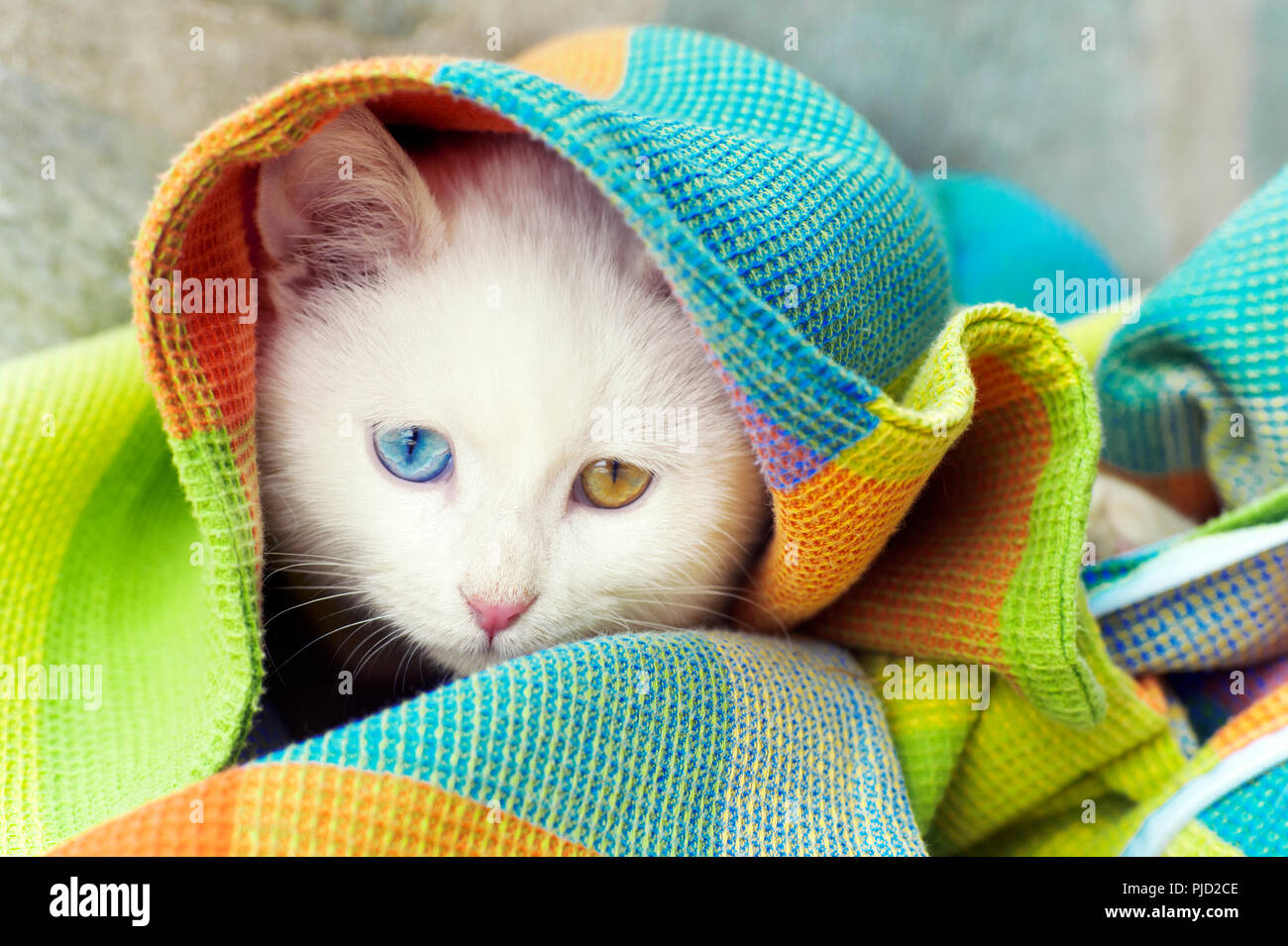 Hermoso blanco extraño eyed gatito escondido debajo de una manta Foto de stock