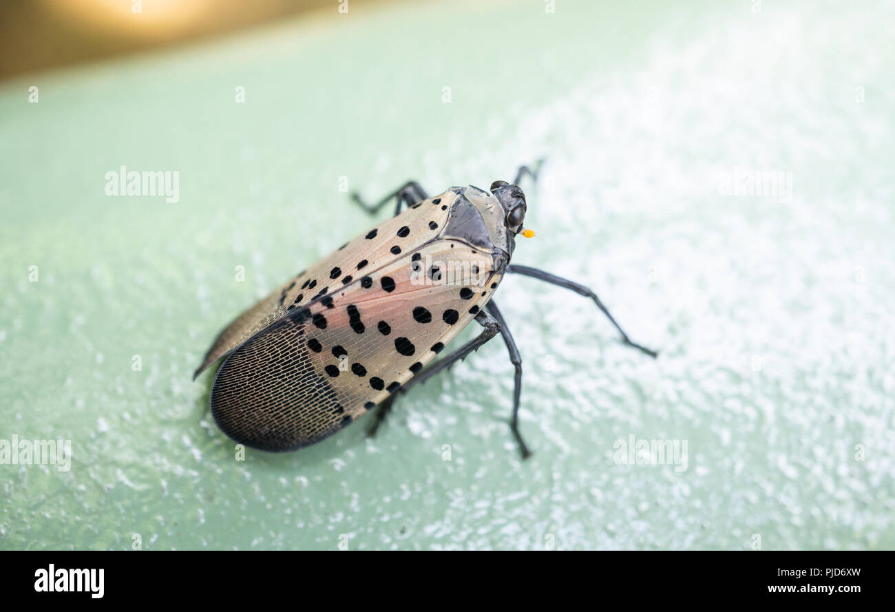 Spotted Lanternfly Berks County, Pennsylvania Foto de stock