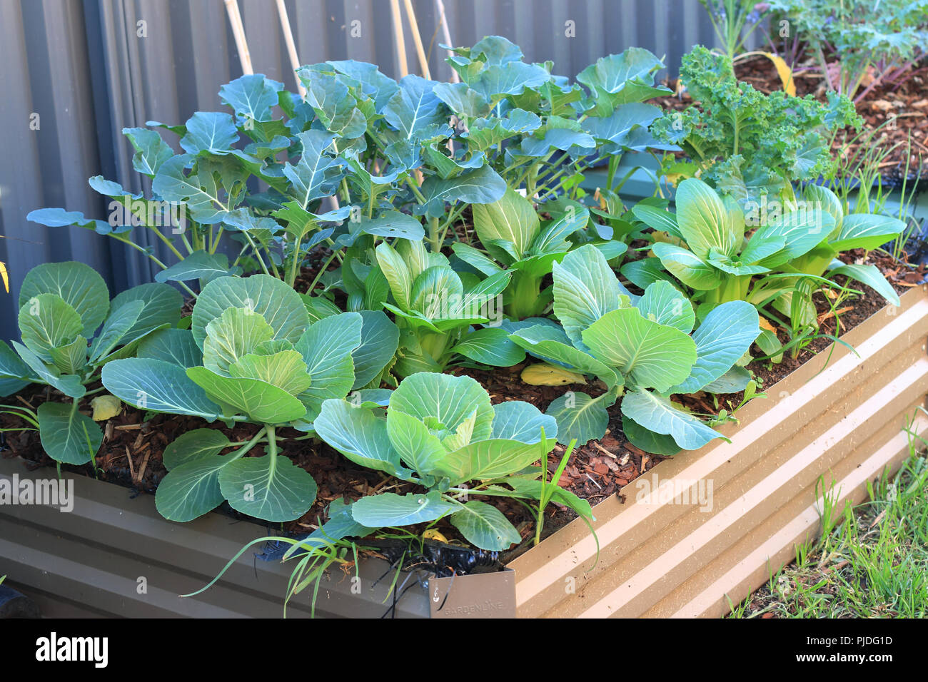 Cultivo de bok choy o pak choi y brócoli en el parche vegetal Foto de stock