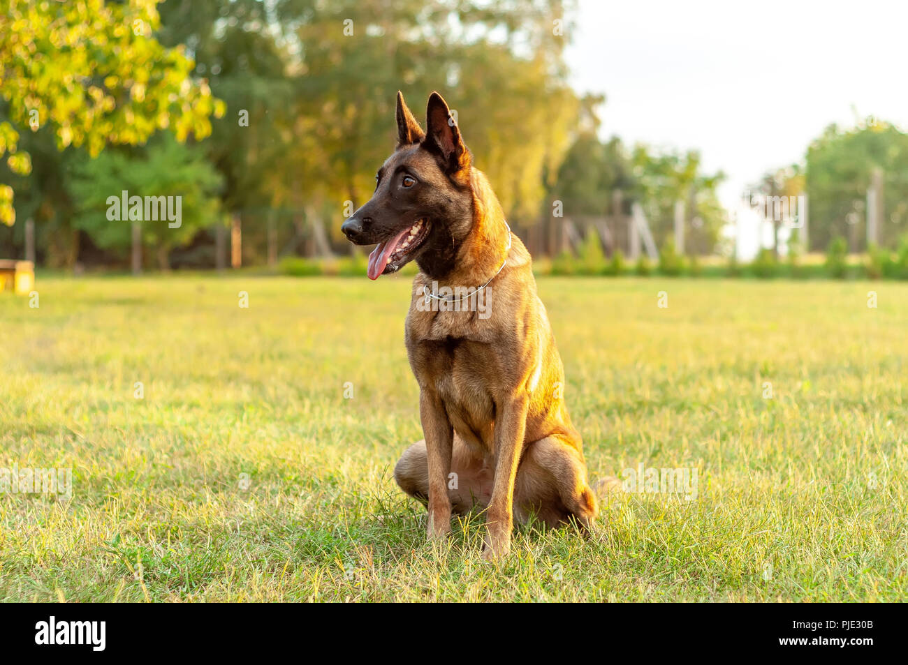 Retrato De Un Hermoso Perro Pastor Belga Malinois Mientras Estan Sentados En El Cesped En Un Dia Soleado Fotografia De Stock Alamy