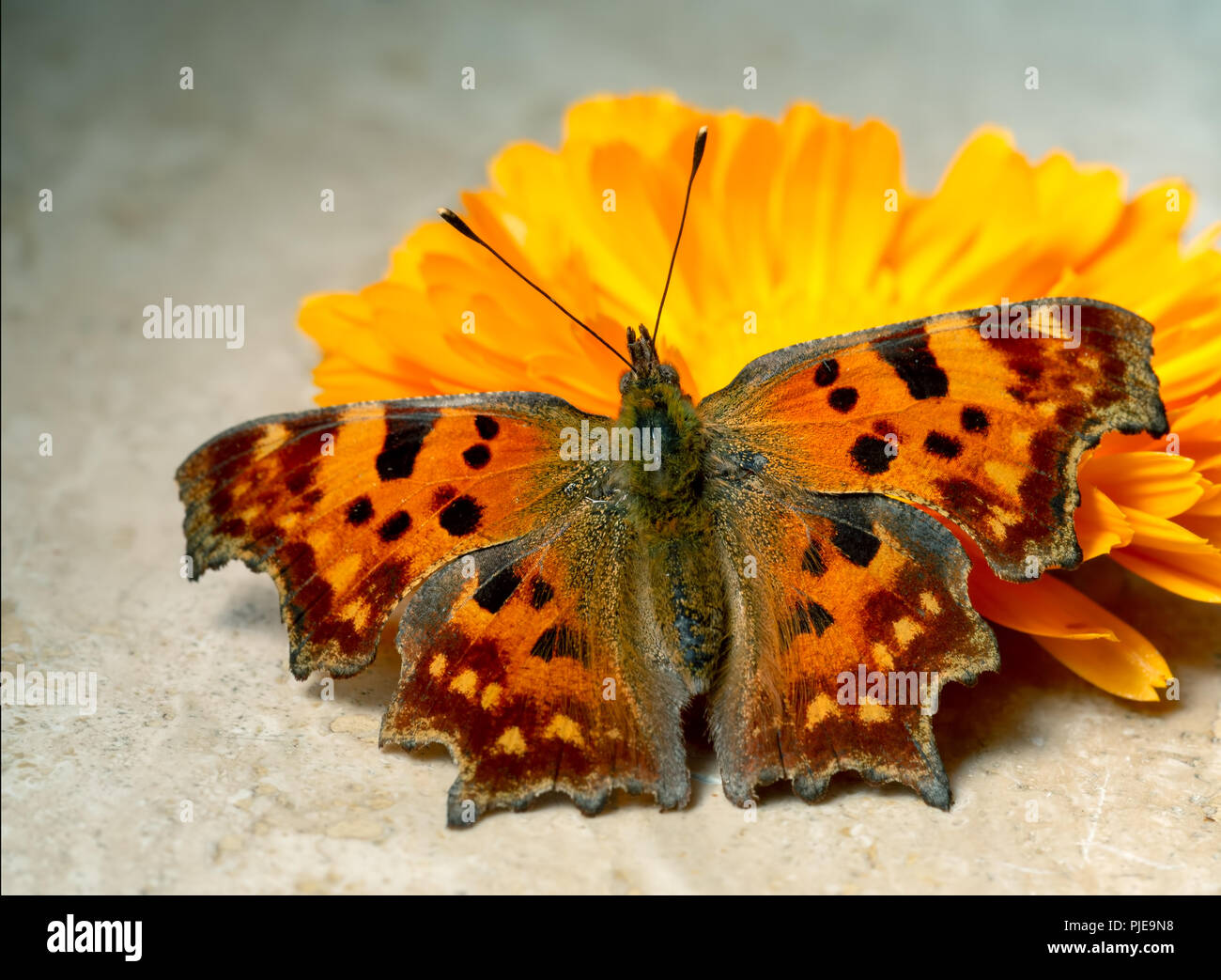 Coma Mariposa Polygonia c-album, con flores de caléndula en sunshine. Nota Esto es vivir una mariposa, principalmente saludable revoloteaban en el momento Foto de stock