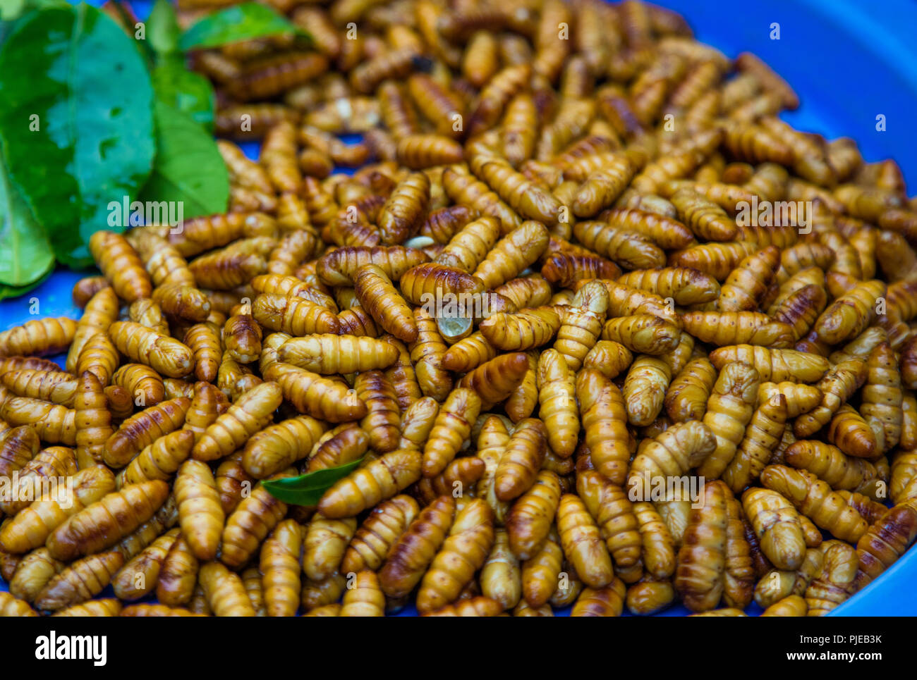 La comida callejera vietnamita aventureros: frito larvas. Hanoi, Vietnam Foto de stock