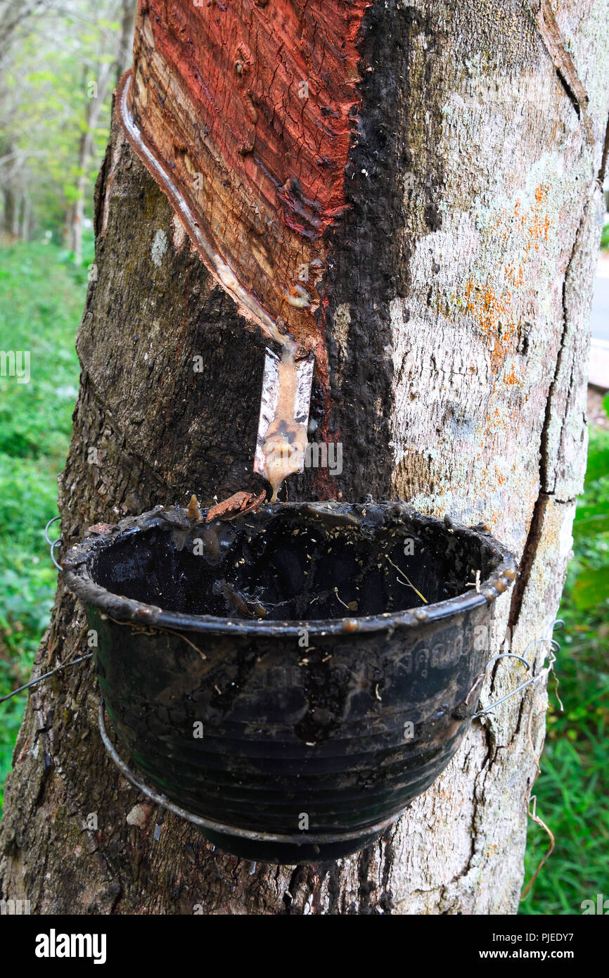La producción de caucho natural en el caucho de Pará o árbol de caucho  (Hevea brasiliensis) en una plantación, Phuket, Tailandia, von Naturk  Gewinnung Fotografía de stock - Alamy