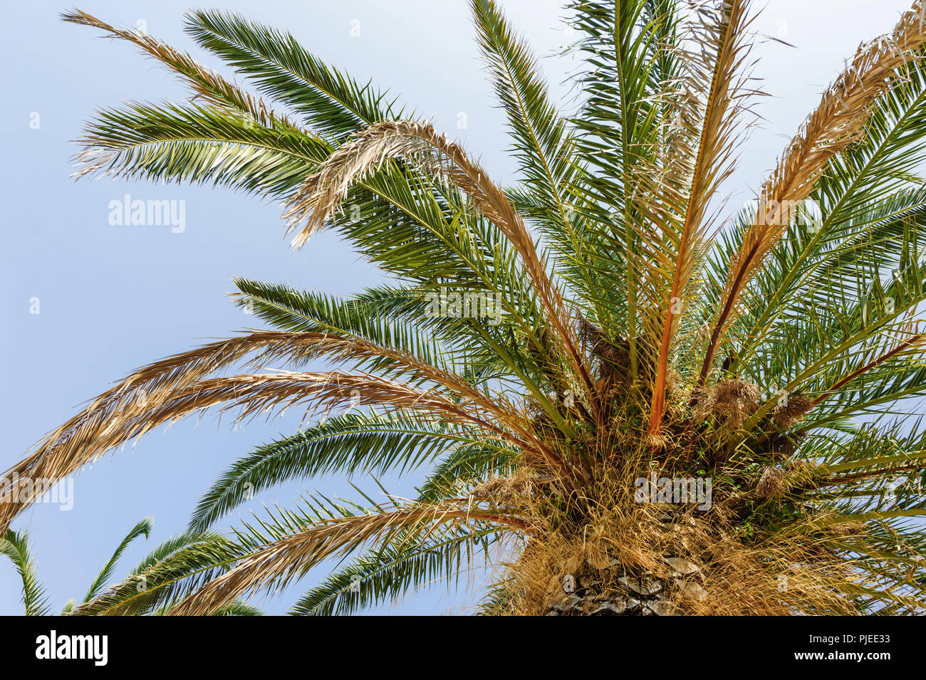 Palm Tree con cielo de fondo azul Foto de stock