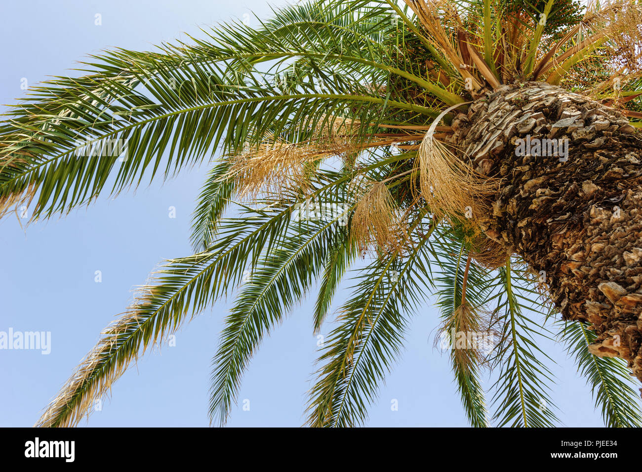 Palm Tree con cielo de fondo azul Foto de stock