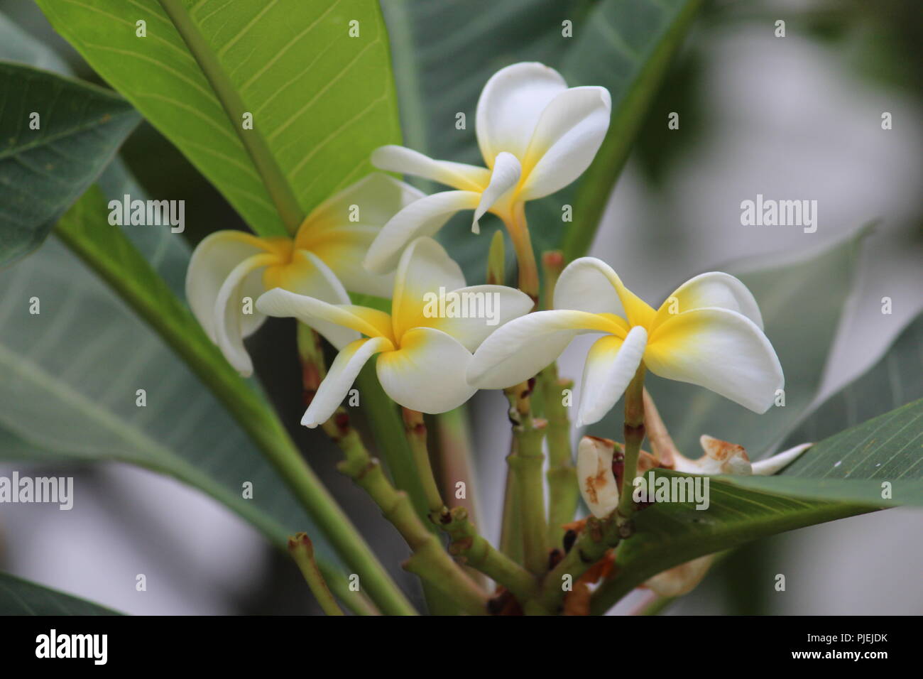Flores blancas con un centro amarillo fotografías e imágenes de alta resolución Alamy Flores blancas con un centro amarillo fotografías e imágenes de alta resolución Alamy