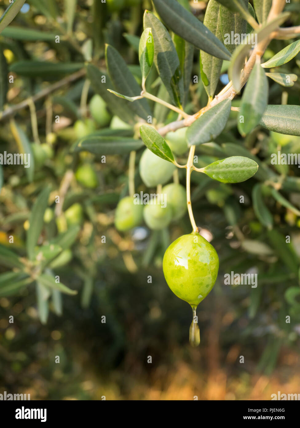 En el árbol de olivo vertiendo aceite de oliva concepto Fotografía de stock  - Alamy