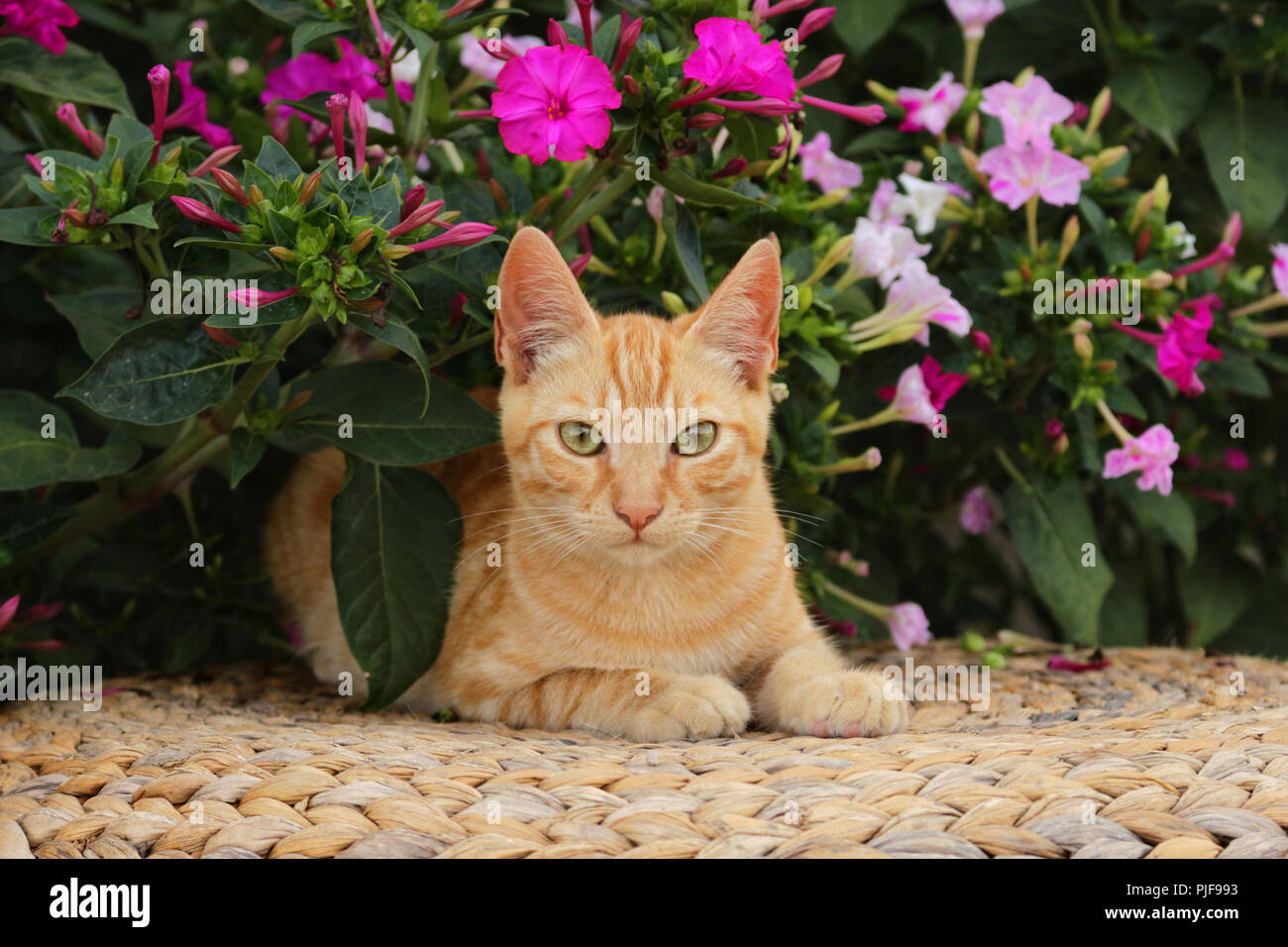 gato de jengibre Foto de stock