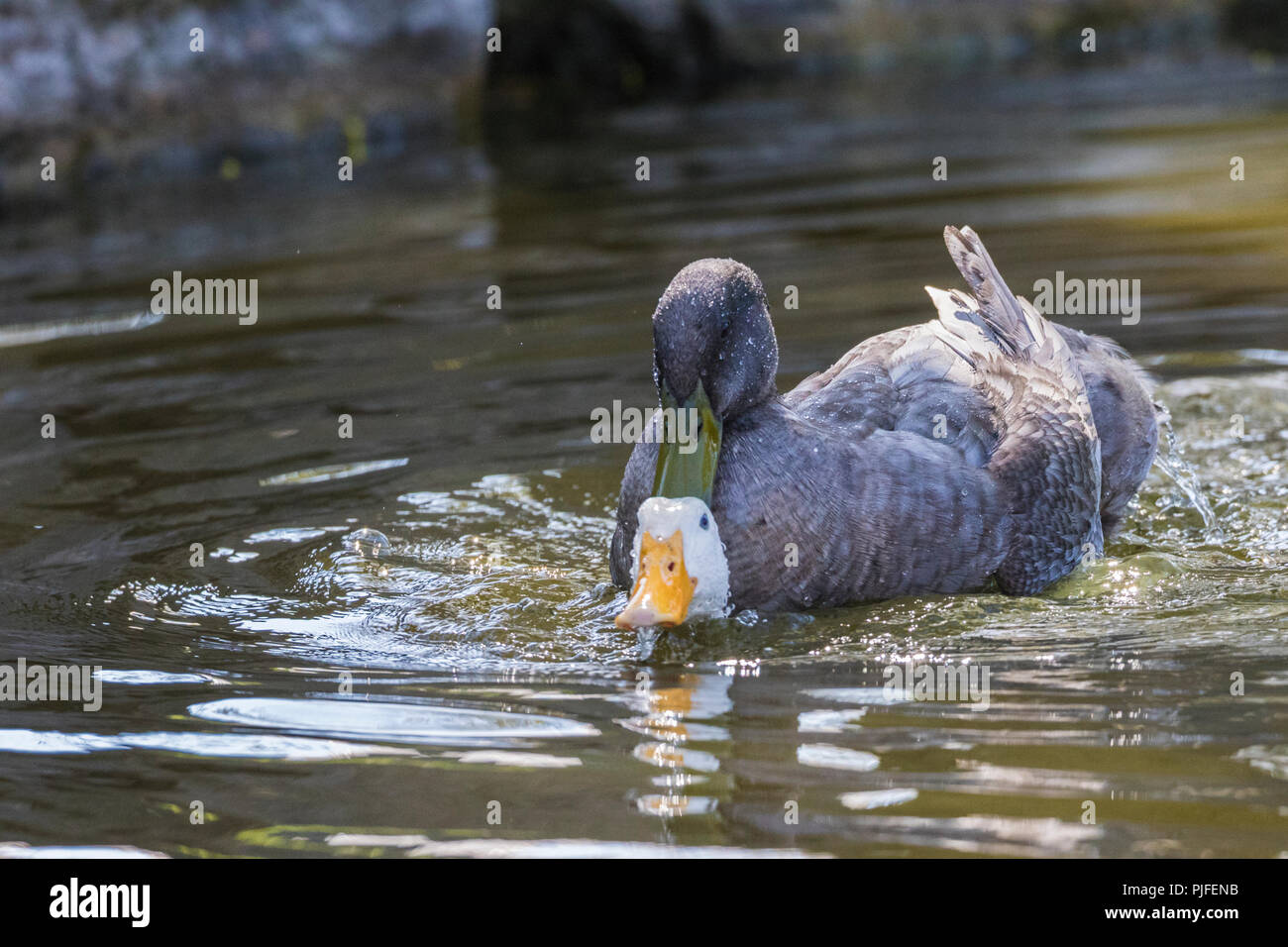 Patos De Apareamiento Fotos e Imágenes de stock Alamy