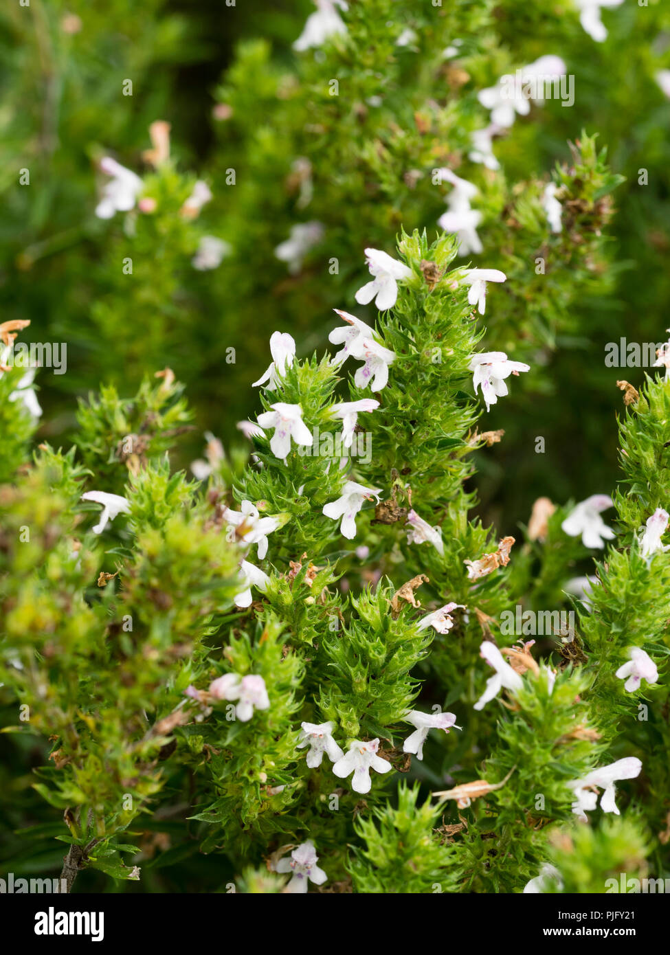 Flores blancas entre la semi evergreen el crecimiento de la hierba perenne invierno sabroso, Satureja montana Foto de stock