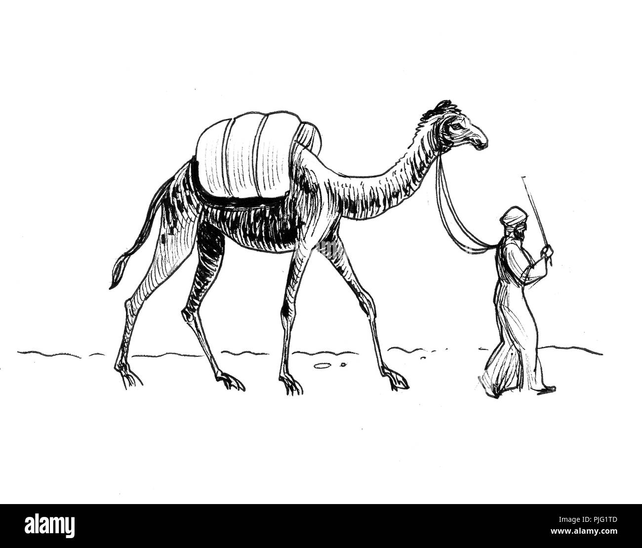 Dibujo de camello Imágenes recortadas de stock - Alamy