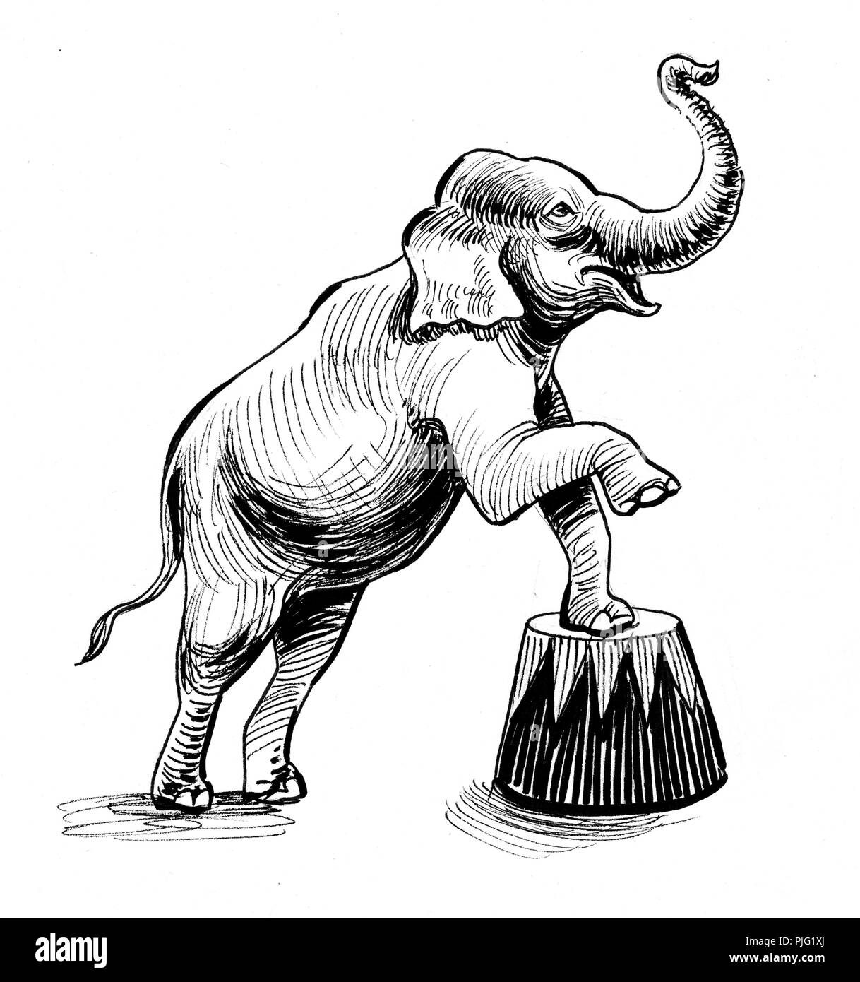 Realizacion De Elefante En El Circo Dibujo En Blanco Y Negro De