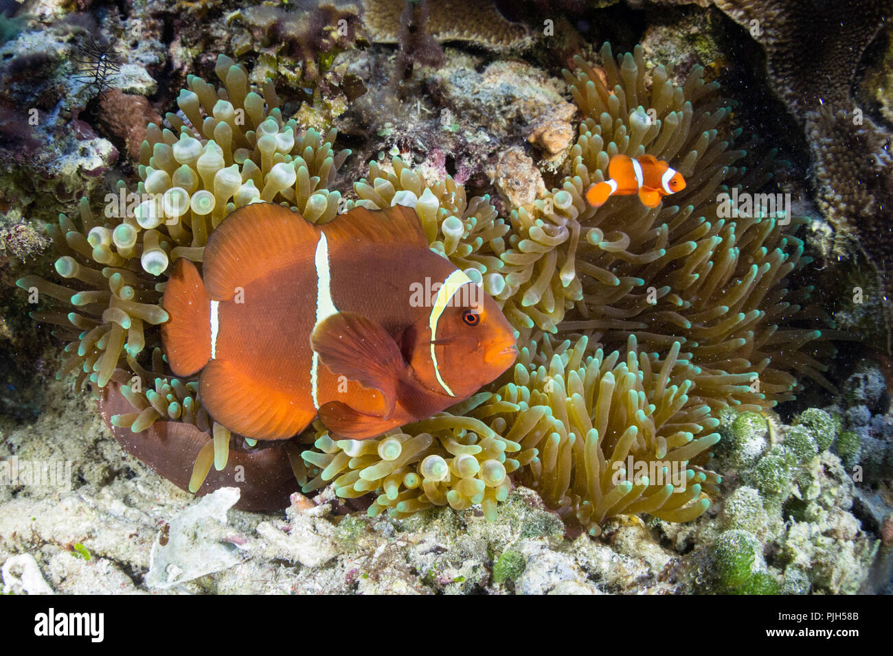 Adultos, Premnas biaculeatus spinecheek anemonefish, Sebayur Island, el Parque Nacional de Komodo, Flores Mar, Indonesia Foto de stock