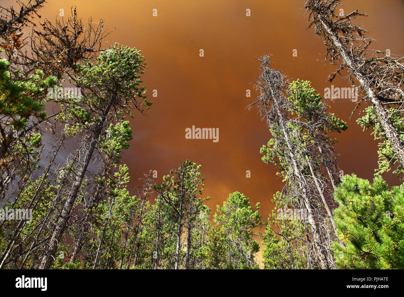 El cielo lleno de humo de los incendios forestales sobre los árboles Chilicot County, British Columbia, Canadá Foto de stock