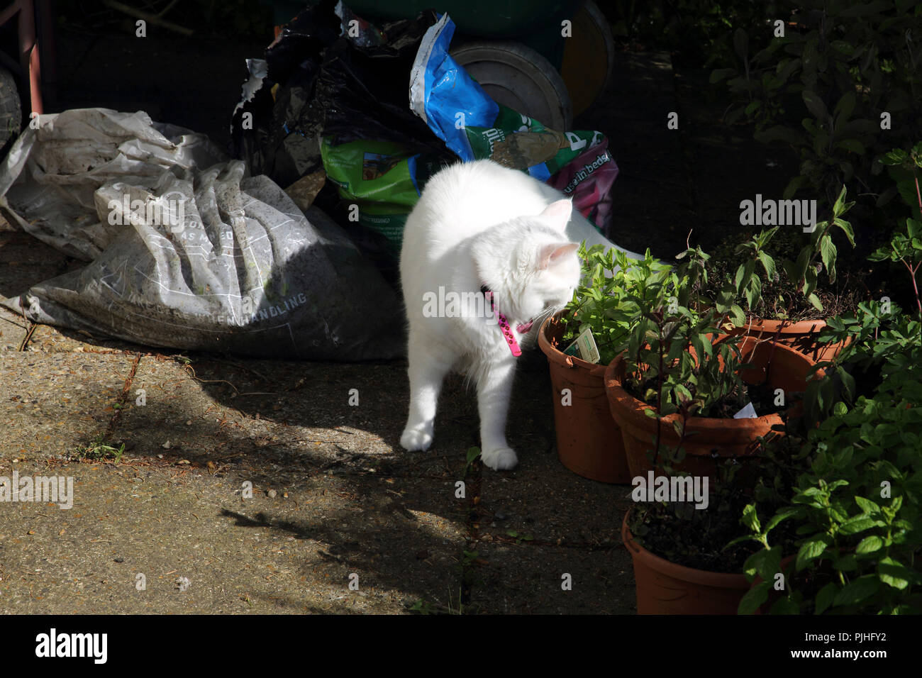 Planta embarazada fotografías e imágenes de alta resolución - Alamy