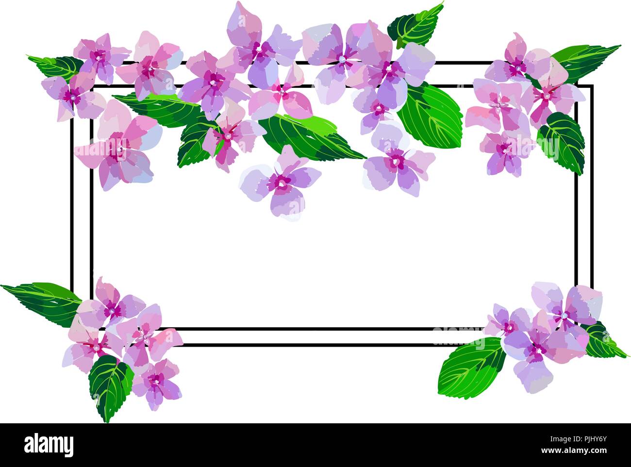 Jardín Rosa Hortensia flores. Ilustración botánica en estilo dibujados a  mano. Lila flores aisladas. Vector diseño floral para cosméticos, perfumes  producto Imagen Vector de stock - Alamy