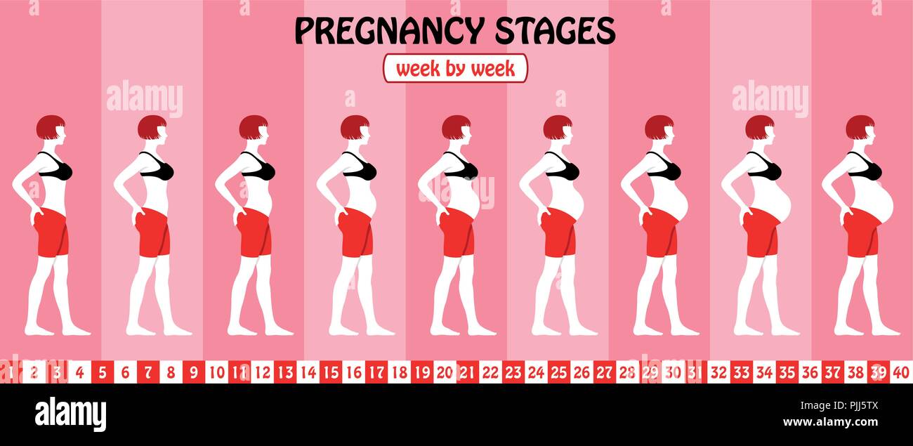 40 semanas Imágenes vectoriales de stock - Alamy