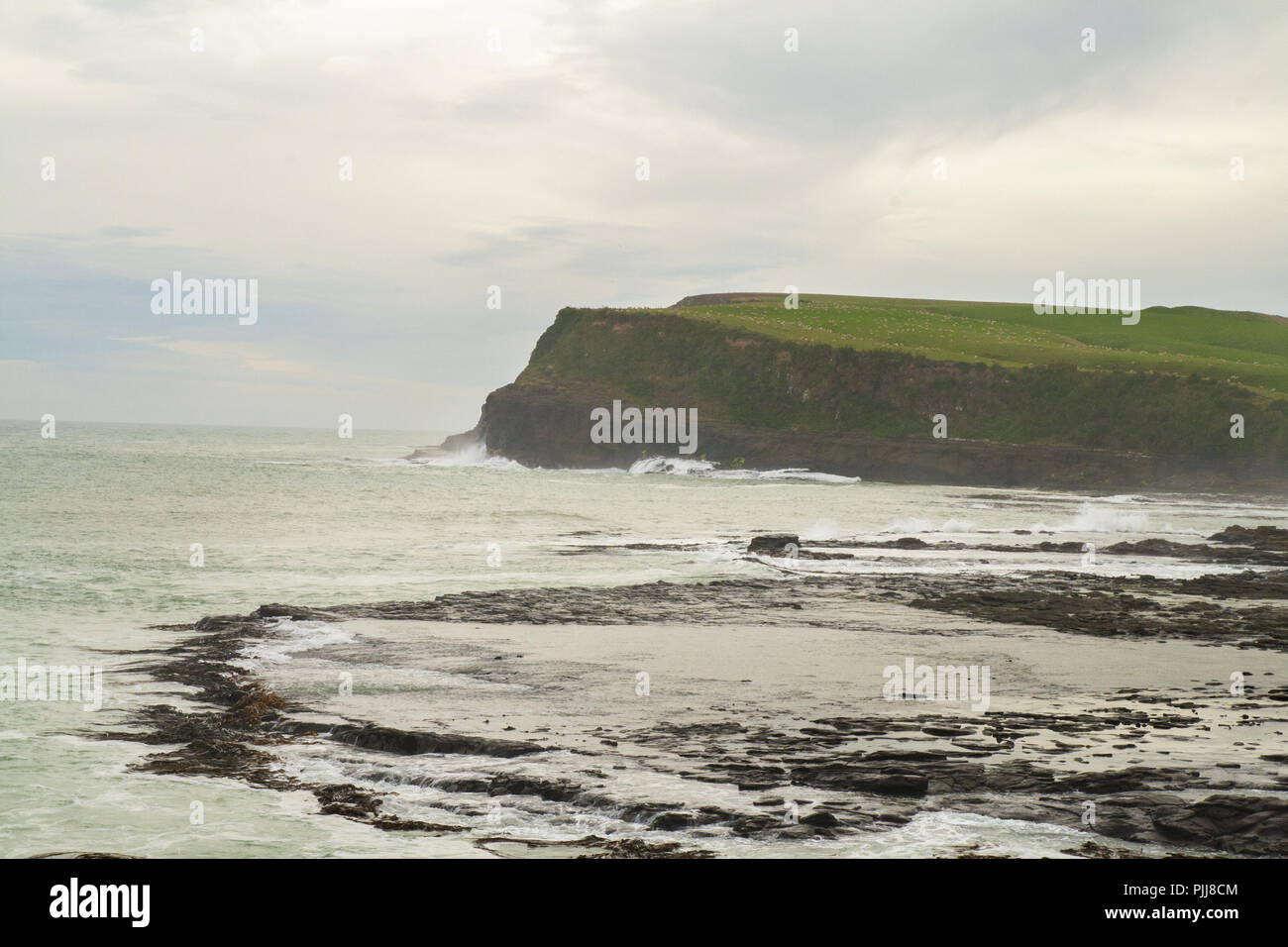 Paisaje costero, acantilados de la bahía de Curio, árboles antiguos formados en rocas de épocas del supercontinente gondwana, los Catlins, Nueva Zelanda Foto de stock