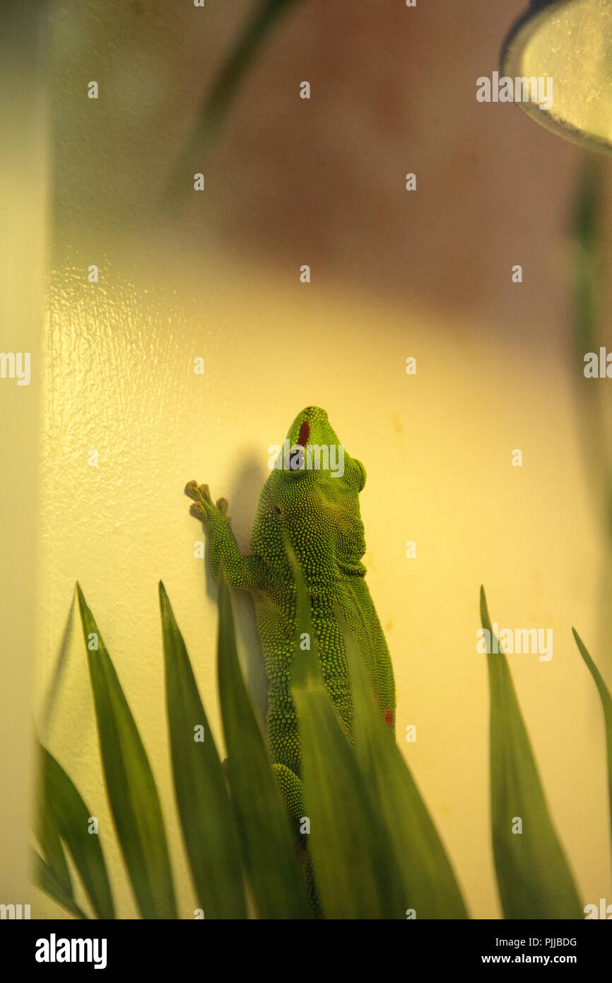 Green day gecko Phelsuma madagascariensis grandis kochi se adhiere a las paredes de su vivero. Foto de stock